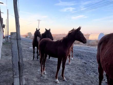 两个宝驹🤎#庞力车#新源飞机#新源飞机后代 #伊犁马#纯血马