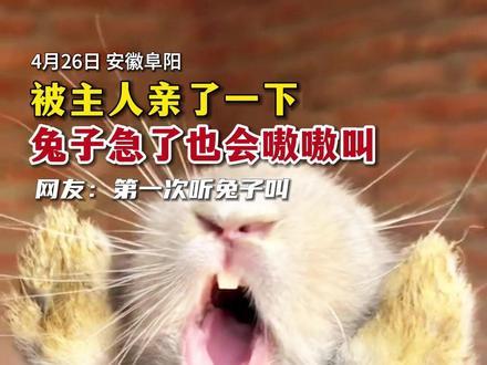 被主人亲了一下,兔子急了也会嗷嗷叫(来源:@养兔子的老王 )
