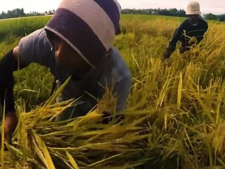 #菲律宾 前总统:不忘#袁隆平 对菲减贫事业贡献 #最热点