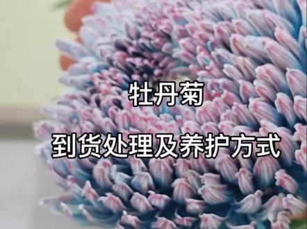 牡丹菊-花材到貨處理方式
#花艺与生活
#花与生活
#花艺课程
#花朵治愈力
#花材养护