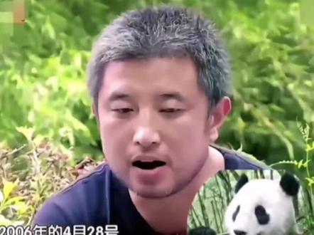 大熊猫祥祥奶爸经受打击,一夜之间白了头!
