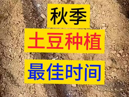 秋季土豆种植最佳时间#种植小技巧 #种植 #土豆 #马铃薯 #土豆种植