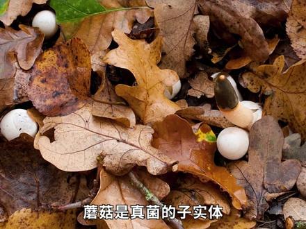 1香菇的秘密,人工繁殖大开眼界