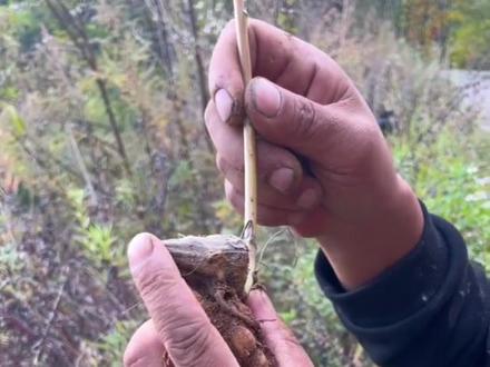 长得像乌鸦的头一样,他的主根叫乌头侧根叫附子#采药人 #野生植物 #山货 #乡间新农人 #抖出家乡山货