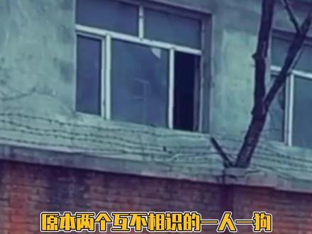 还记得之前的“哈喽小金毛”吗😭#狗狗 #哈喽啊小金毛 #萌宠 #金毛