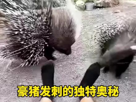 豪猪发刺的独特奥秘 #科普一下 #不可思议 #热门推荐 豪猪发刺的独特奥秘 #科普一下 #不可思议 #热门推荐