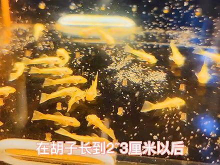 #观赏鱼#黄金胡子 饲养黄金小胡子一些小方法 大家请牢记 #热门 #抖音小助手