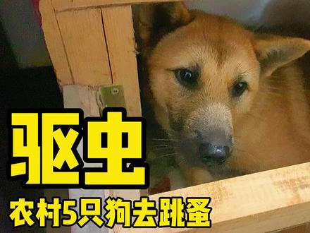 农村5只狗驱虫,它们会配合吗?完毕后鸡腿奖励,土狗也值得被爱