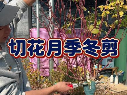 切花月季冬剪方法棒棒糖月季修剪#月季修剪 #月季冬剪 #棒棒糖月季 #微型月季