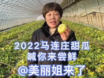 嘎嘎脆的马连庄甜瓜上市尝鲜啦!你喜欢吃这样的瓜吗?#新农人计划2022 #莱西特色水果 #优质农产品 #口感特别好 #抖音助农 @DOU+小助手