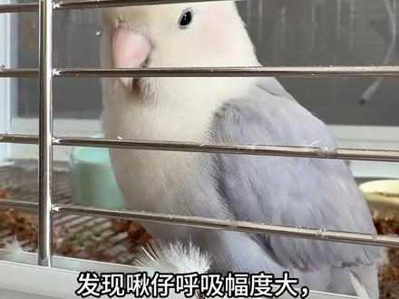鹦鹉看病 与其说是我养它,不如说是它治愈我
#萌宠 #可爱萌宠 #宠物vlog #萌宠出道计划 #家有宠物