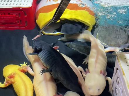 六角恐龙可以喂肉吗,喂肉要注意什么? 可以喂生的瘦肉丝,去油膜,去筋膜,不要喂肥肉,不要喂皮,里脊肉会比较好。想要鱼长胖,还可以加一些活力多维#六角恐龙 #六角恐龙鱼怎么养新手 #喂肉