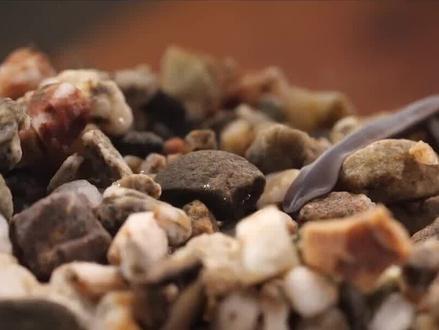 帝王蟹的无限再生,剩2条腿也能活! #帝王蟹 #海洋生物