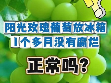 阳光玫瑰葡萄放冰箱1个多月没有腐烂正常吗? #阳光玫瑰葡萄#科普#辟谣#抖音怎么知道我学到哪了 #一周谣言盘点