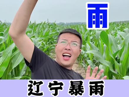 辽宁暴雨10级狂风,今年以来最强#三农 #天气 #玉米种植技术