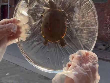 我的龟龟,龟西了#龟龟🐢