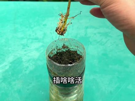 扦插繁殖请用这个方法#园艺生活 #种植小技巧 #扦插繁殖