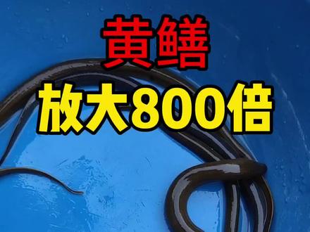 黄鳝你喜欢吃吗?#健康 #科普#微观世界 #微观#显微镜