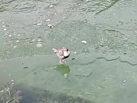 你见过会潜水的小鸟吗?网友拍下#河乌捕鱼百发百中,水陆空全能高手太厉害~#神奇动物在抖音 #科普