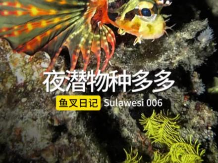 夜潜搞鳗鱼,还遇到特别的狮子鱼。苏拉威西岛的渔民生活 006
