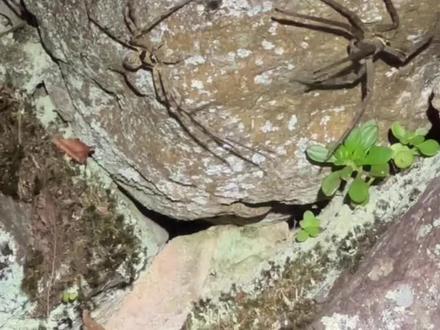 你见过蜘蛛交配吗?它们还会跳求偶舞#神奇动物在抖音 #蜘蛛 #昆虫科普