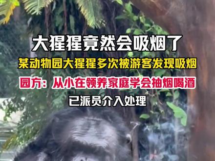 11月18日,广西南宁。大猩猩竟然会吸烟了?!某动物园大猩猩多次被游客发现吸烟,园方:从小在领养家庭学会抽烟喝酒,已派员介入处理。(编辑:琳琳)