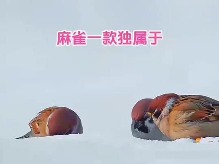 海里有白鲸,天上有麻雀#麻雀 #鹦鹉 #白鲸 #可爱到爆炸💥 #神奇动物在抖音