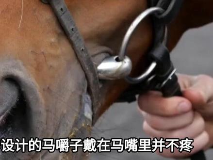 为什么要马嚼子套马,这么做不残忍吗?没有人类它们可能早已灭绝#大国重器#大国崛起#科普#科普一下#马嚼子
