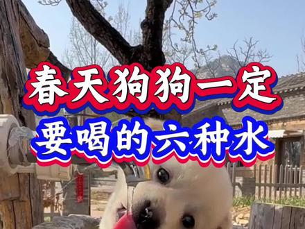春天狗狗一定要喝的六种水#狗狗 #养狗 #养狗人 #养狗经验分享