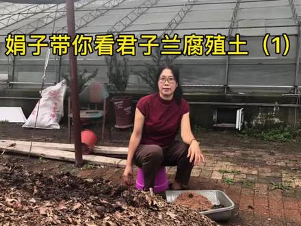 #热门 #君子兰家庭养殖经验分享 #营养土 #生物有机肥 @DOU+小助手 @抖音小助手 君子兰专用腐殖土橡树叶松针木炭