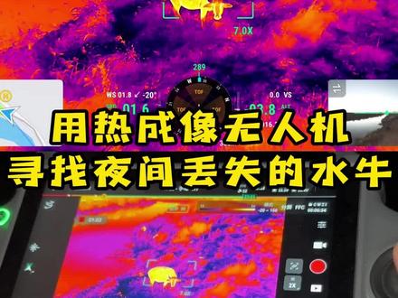用热成像找牛牛 #大疆 #无人机