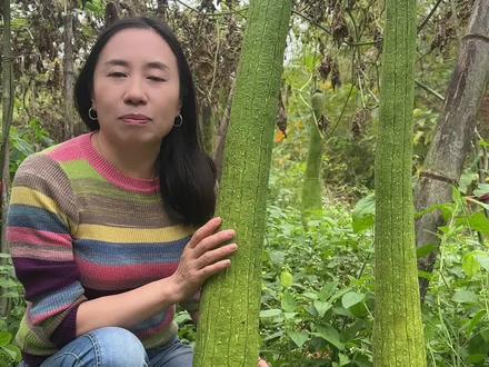 美丽的农村面貌#丝瓜作用大 #丝瓜絡用途广泛 #顶呱呱
