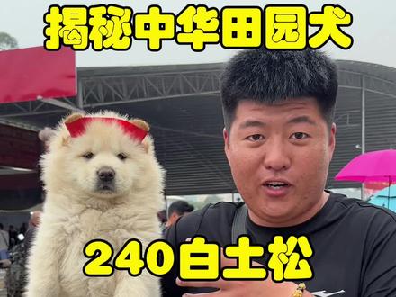 240白土松,像一只大胖熊! 肥嘟嘟的我好喜欢!#白土松 #vlog十亿流量扶持计划 #土松田园犬