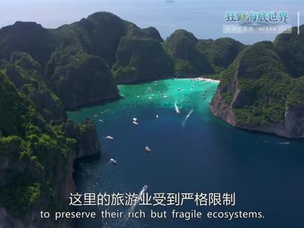 珊瑚礁鱼,河豚,泰坦扳机鱼,蝴蝶鱼等 泰国的海底世界