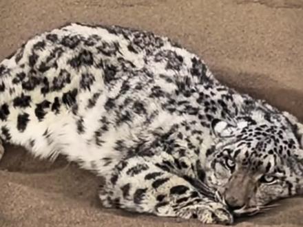 库木塔格沙漠惊现雪豹,当地公安林草部门联合开展抓捕救援。 #雪豹#沙尘豹#沙漠#沙漠救援#库木塔格沙漠