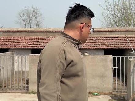 母犬奶水炎症大,又叫奶毒症#专业养殖