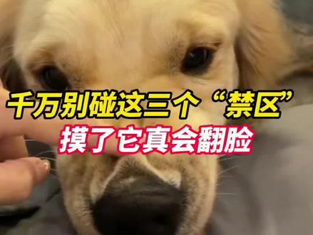 狗狗这几个地方一定不要碰#养狗的乐趣 #养狗小知识 #狗狗 #养狗人 #宠物狗