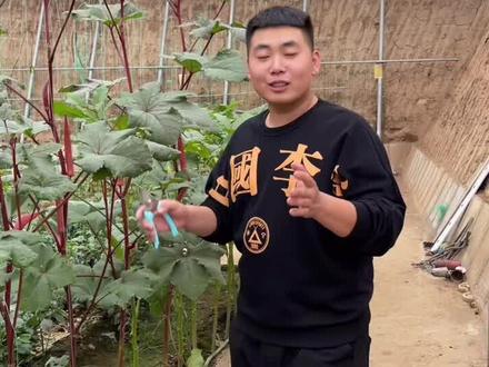 秋葵整枝有讲究#秋葵