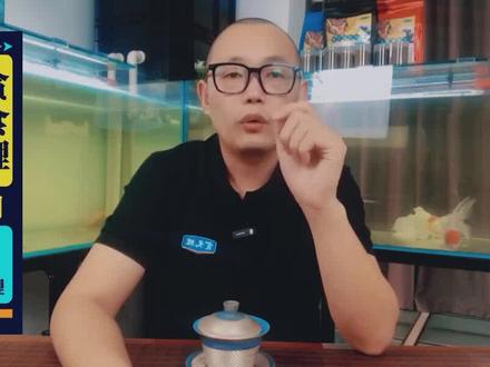 观赏鱼蒙眼到底是不是病? #金鱼 #锦鲤 #蝴蝶鲤 #养鱼 #养鱼日记 #新手养鱼 #观赏鱼 #鱼缸 #蒙眼
