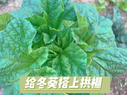 冬葵搭上拱棚后,就会长得快了#新农村计划2022 #拱棚支架 #乡村守护人 #来抖音学农技 #我的乡村生活