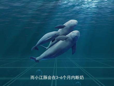 铜陵市科协《长江精灵 微笑天使——江豚》科普宣传片