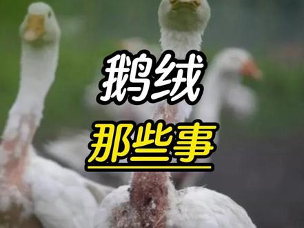 高端羽绒那些事 #涨知识 #科普