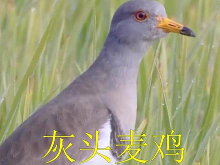 灰头麦鸡的叫声,鸟窝很简陋,直接在地上孵蛋