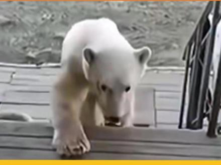 看的人心里暖暖的 #北极熊 #动物救助 #温暖