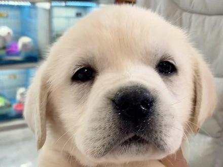 贵州小伙送来一只拉布拉多要的赶紧来联系#宁波宠物 #海曙#宁波宠物市场#领养代替购买 #拉布拉多