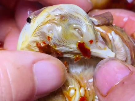 #创作灵感 活珠子制作过程,有没有敢吃的老铁。#活珠子 #活珠子毛蛋 #抖音美食推荐官 #制作过程 @DOU+上热门 @DOU+小助手