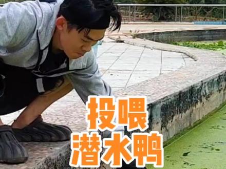 解密小龙虾如何喂养涨的飞快…#农场日记 #小龙虾 #今年首顿小龙虾安排了吗 #小龙虾小龙虾吃起来 #夏天要吃小龙虾