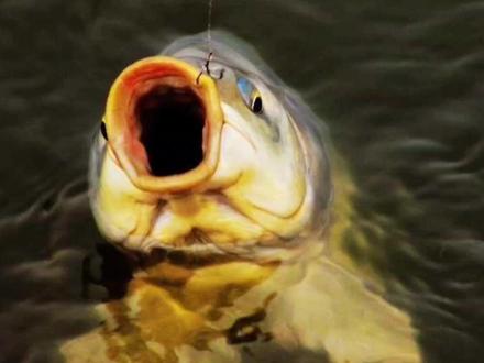 钓鲤鱼抓这两种漂相,十拿九稳不再跑鱼 #野钓 #钓鱼 #钓鱼的乐趣只有钓鱼人懂 #原来钓鱼才是抖音运动顶流