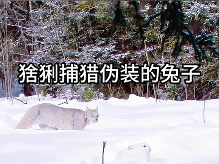 #猞猁捕猎兔子 #猞猁
