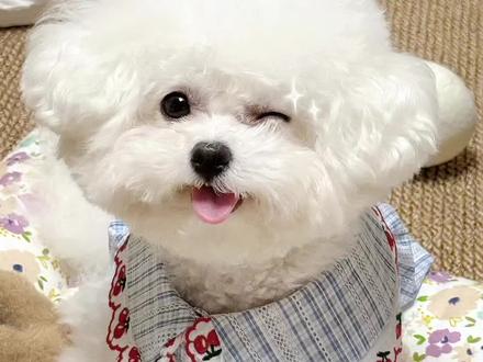 今天教大家怎么把喜欢的图片变成这种拼豆图纸#醒图创作者 #醒图 #拼豆 #拼豆图纸 #拼豆新手